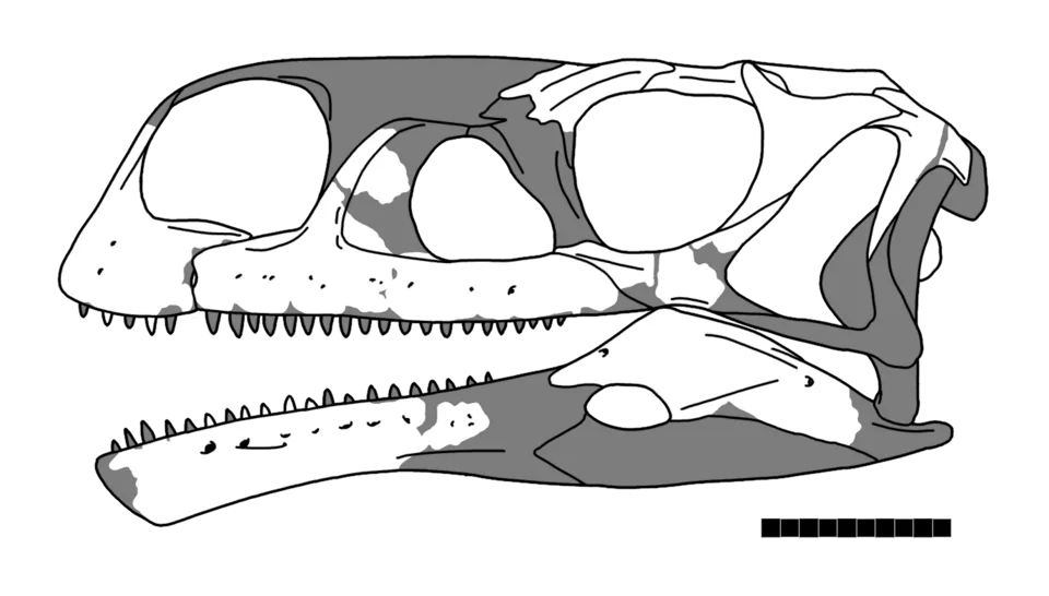 The Aardonyx skull diagram distinguishes reconstructed outlines from illustrated bone regions and includes a scale bar