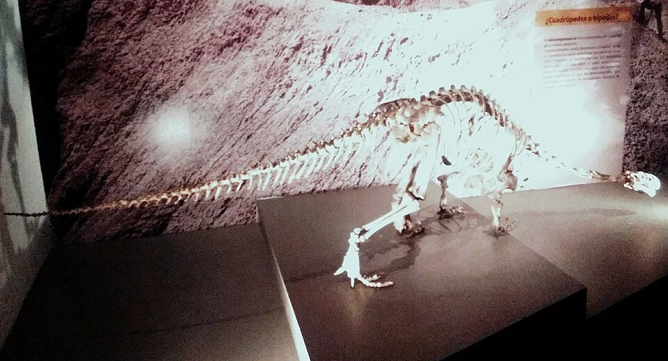 The displayed Adeopapposaurus material illustrates an early sauropodomorph skeleton rather than a later giant sauropod body plan