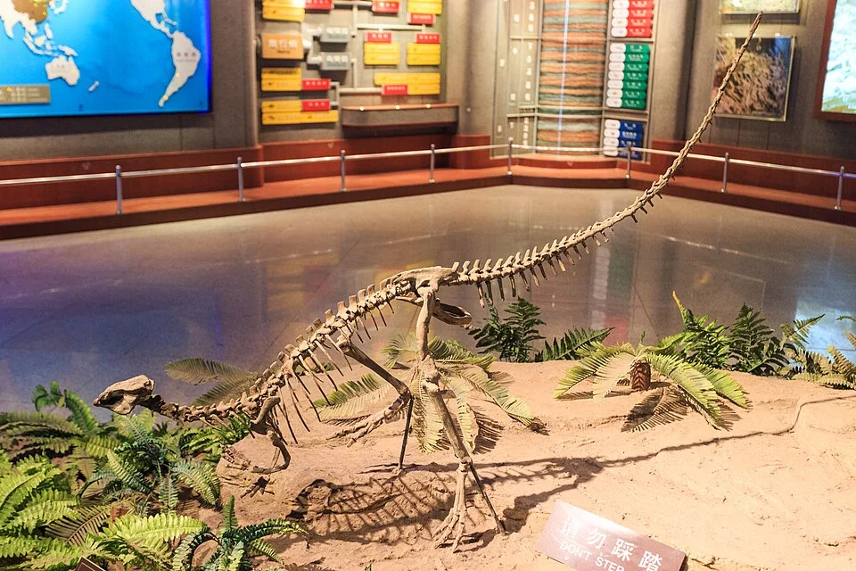An Agilisaurus mount shows a lightly built, two-legged animal with a long balancing tail