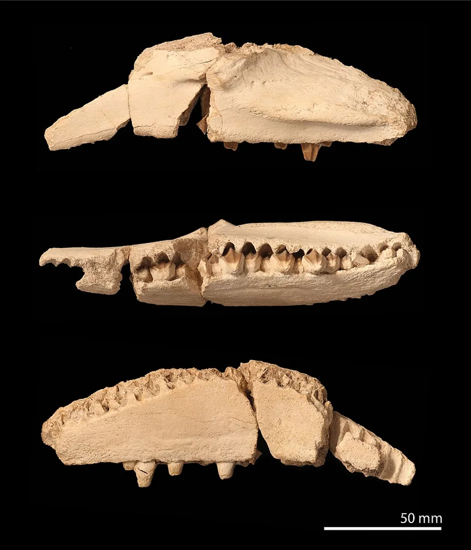 Several views of Ajnabia jaw material reveal the tooth-bearing bones used to identify this African hadrosaur