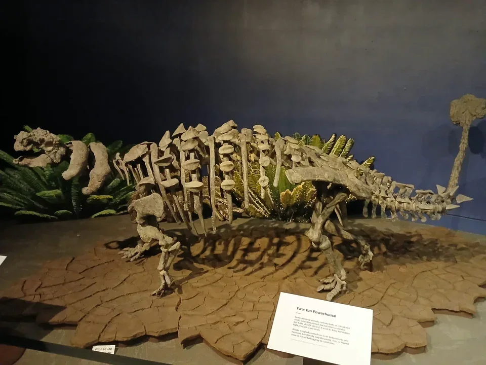 A mounted Akainacephalus skeleton presents its armoured body; the skull ornament is important for distinguishing the genus