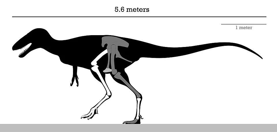 The Alectrosaurus diagram places known limb material within an estimated silhouette