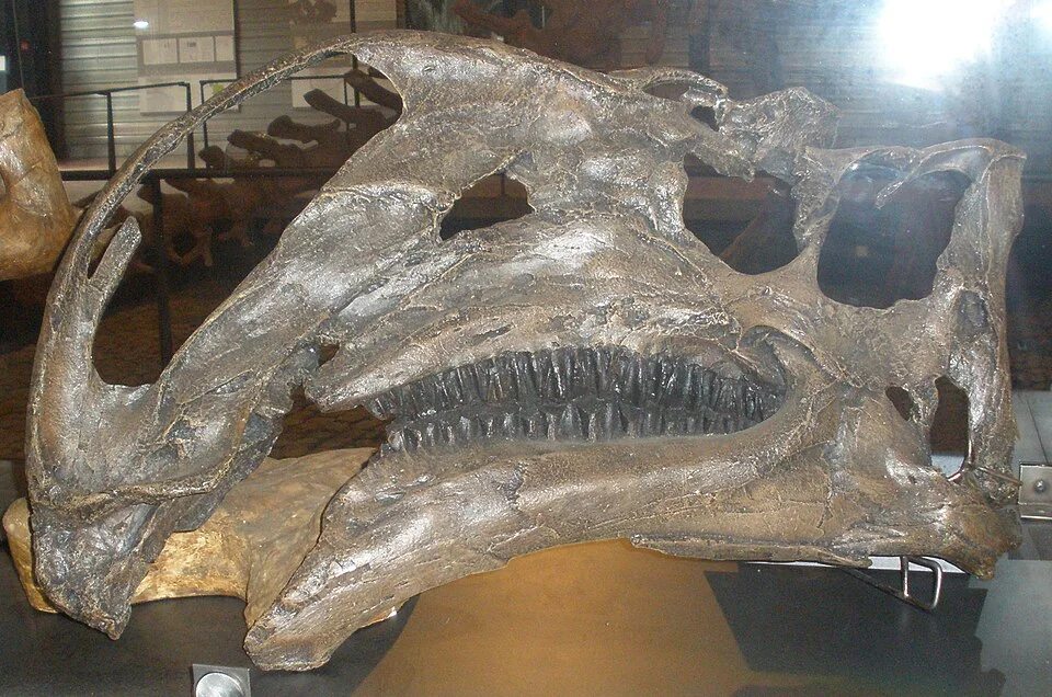 The Altirhinus skull display highlights its arched nasal region and plant-processing jaw