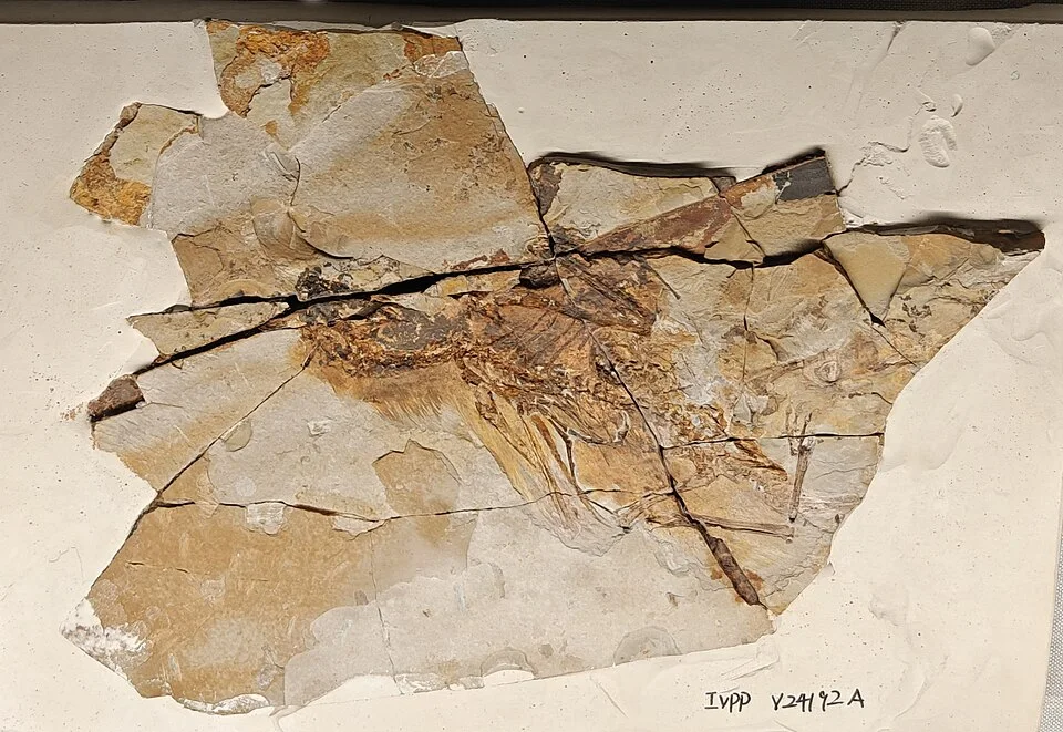 The Ambopteryx specimen remains on a slab, allowing researchers to examine the association of its delicate bones