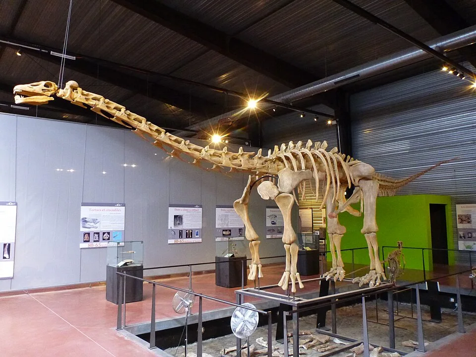 An Ampelosaurus skeletal mount presents a long-necked titanosaur body with displayed armour elements