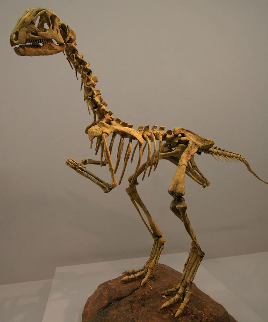 The Anabisetia mount shows a small bipedal ornithopod body plan assembled for display