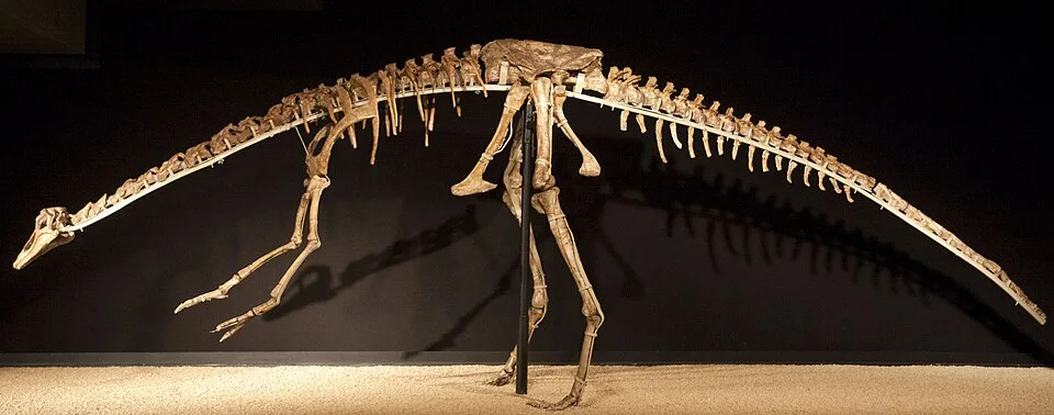 The Anserimimus skeletal mount shows long hind limbs and forearms; restored portions complete the display