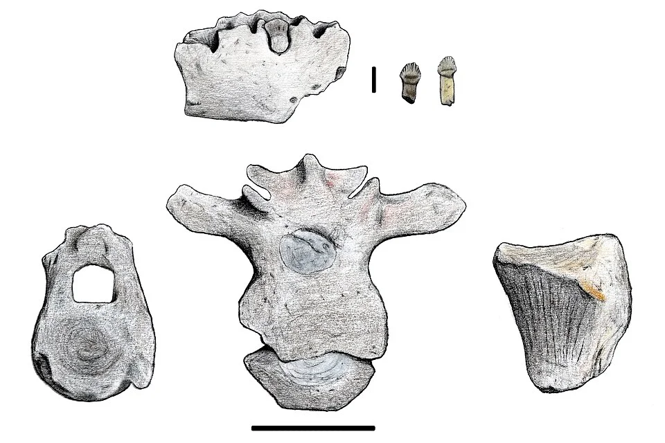 Drawings of Antarctopelta fossil elements show the fragmentary evidence used to study this Antarctic armoured dinosaur