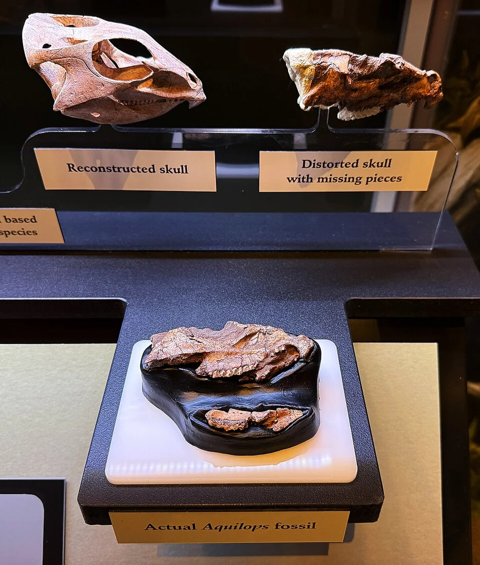 The Aquilops display places a reconstructed skull beside the surviving material, making the distinction between evidence and restoration visible