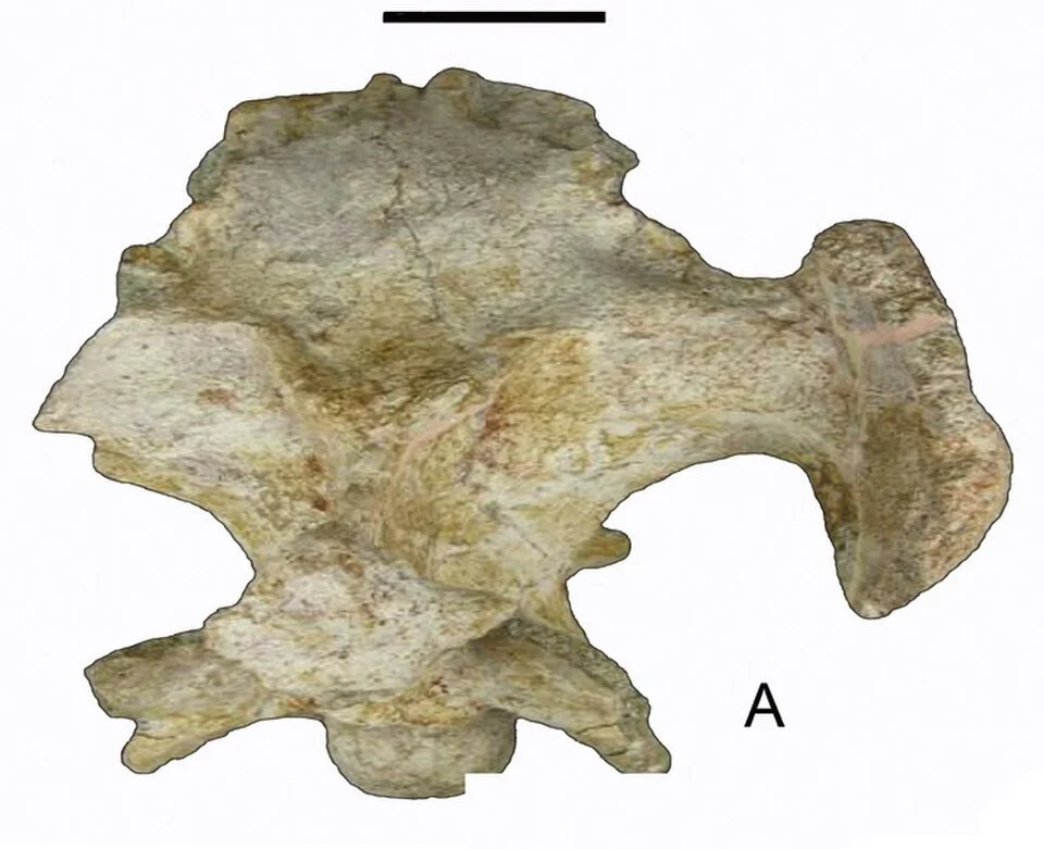 An Arcovenator skull element illustrates the fragmentary cranial evidence used for comparison with other abelisaurids