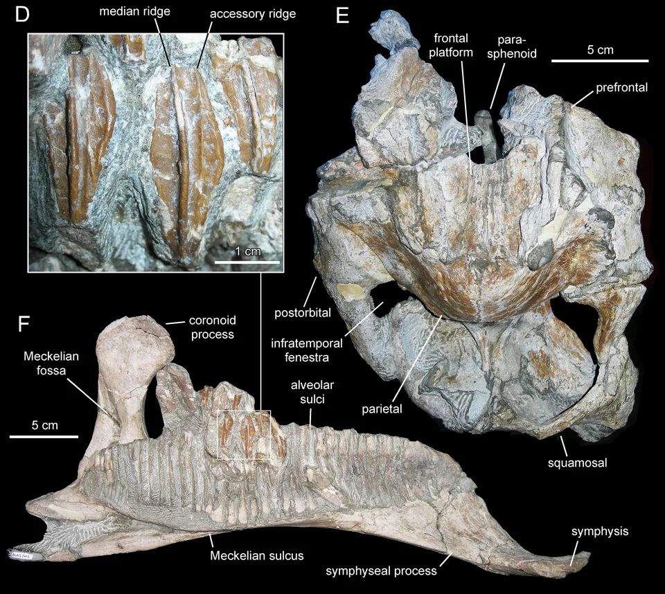 Labelled views of Arenysaurus skull material show anatomical surfaces and scale bars rather than a speculative complete crest