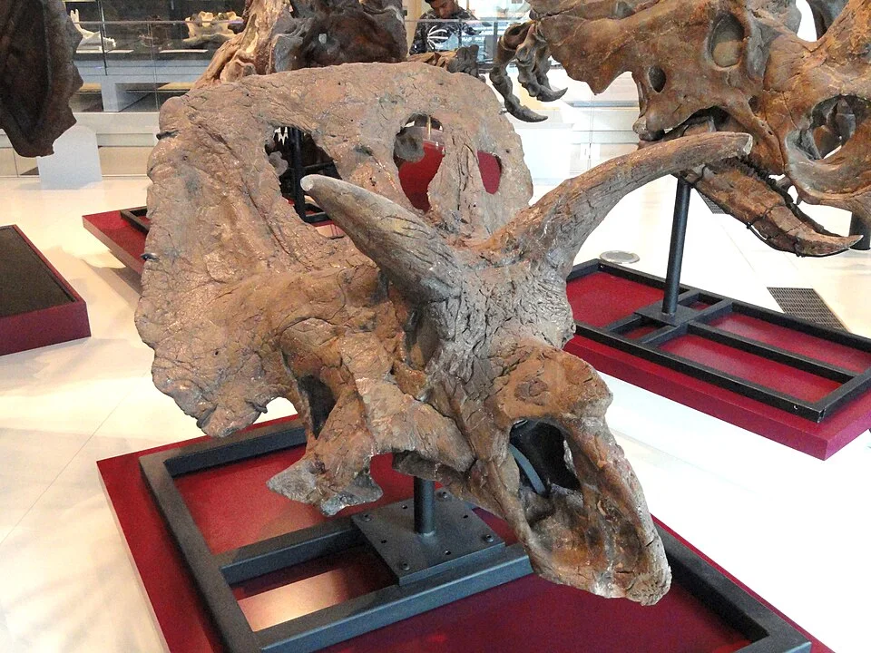 The displayed Arrhinoceratops skull shows the frill and horn arrangement; preservation and restoration affect its present outline