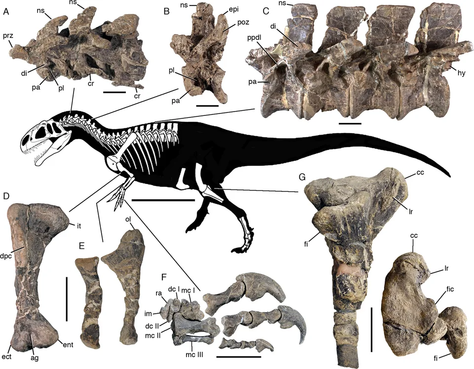 A published Asfaltovenator diagram places preserved vertebrae and limb elements around a reconstructed skeletal outline