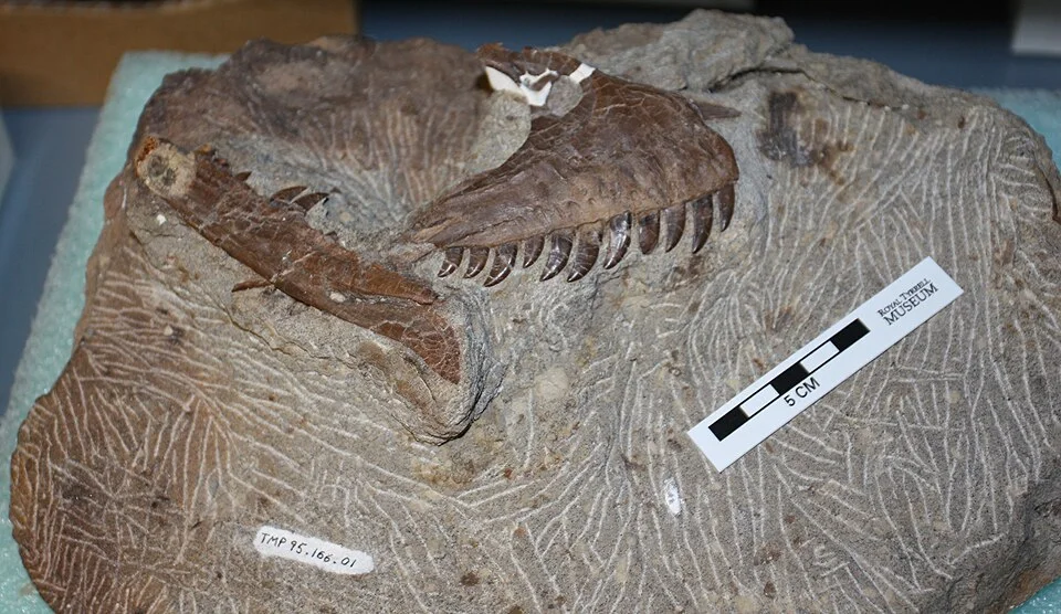 Atrociraptor jaw and skull fragments are displayed with a scale, showing how much less is known than a complete movie creature suggests