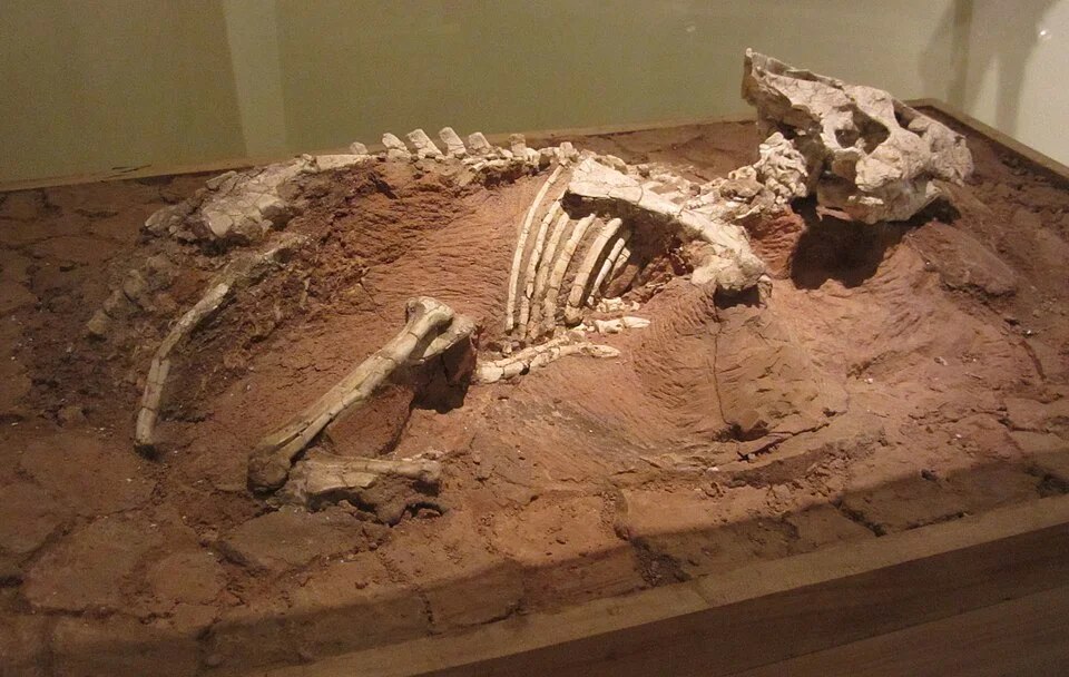 The Auroraceratops display presents skull and associated skeletal material in a prepared rock setting