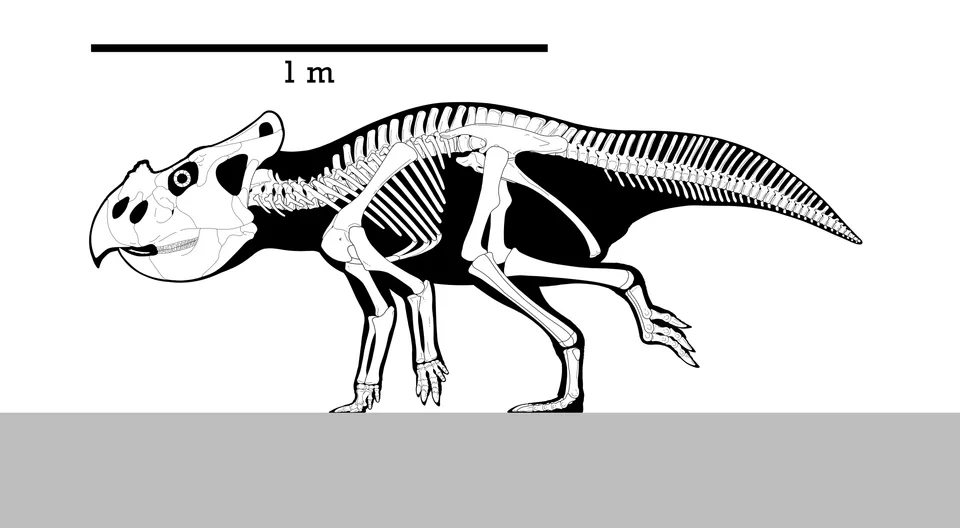 A Bagaceratops skeletal reconstruction shows its small ceratopsian body plan