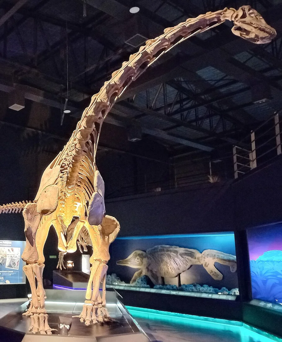 The Bagualia mount presents an early sauropod body with a long neck; a museum reconstruction combines evidence and restored elements