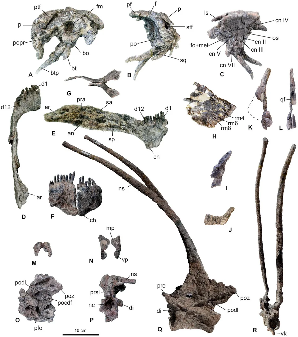 Published views of Bajadasaurus skull and vertebral material show the actual elements behind the long-spined reconstruction