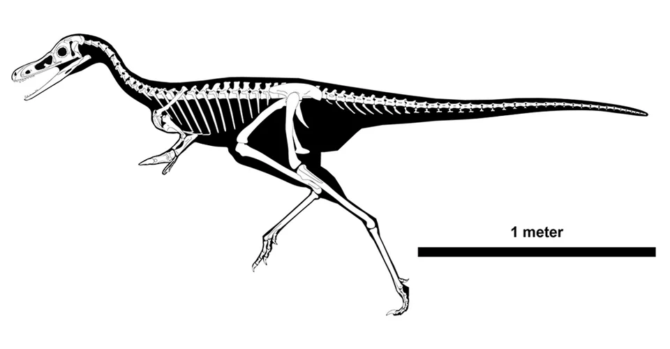 A Bonapartenykus skeletal diagram distinguishes illustrated bones from the reconstructed whole-body silhouette