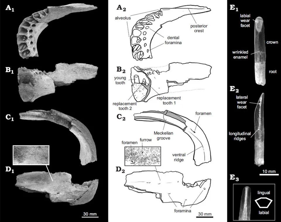 Photographs and drawings of the Bonitasaura lower jaw show the squared front and tooth-bearing region discussed in the article