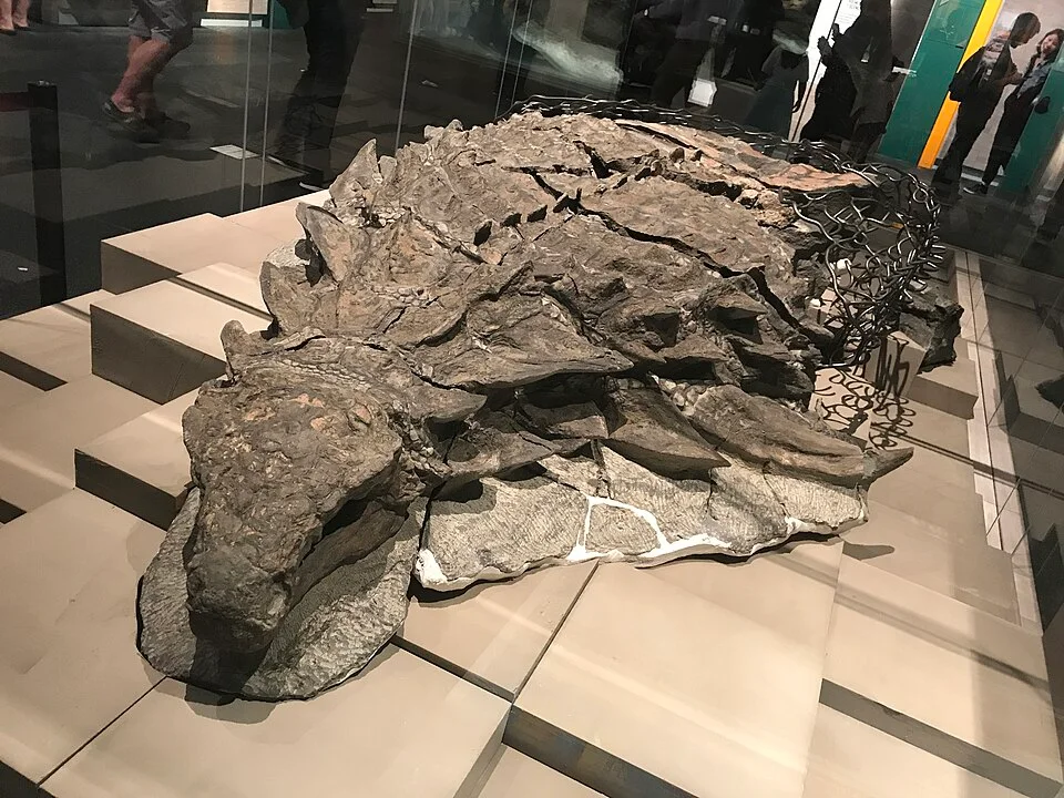 The preserved head and body armour of Borealopelta show why this specimen is valuable beyond its internal skeleton
