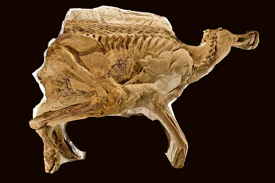 Leonardo, a Brachylophosaurus specimen, preserves an unusually complete body outline and associated skeletal material
