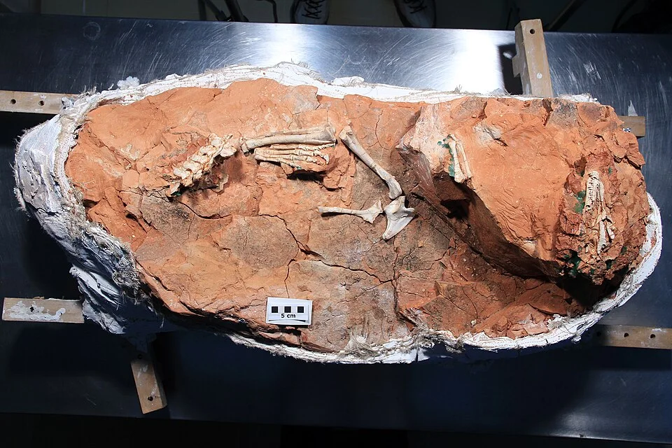 The Buriolestes fossil is displayed within its surrounding rock, preserving the positions of associated skeletal elements