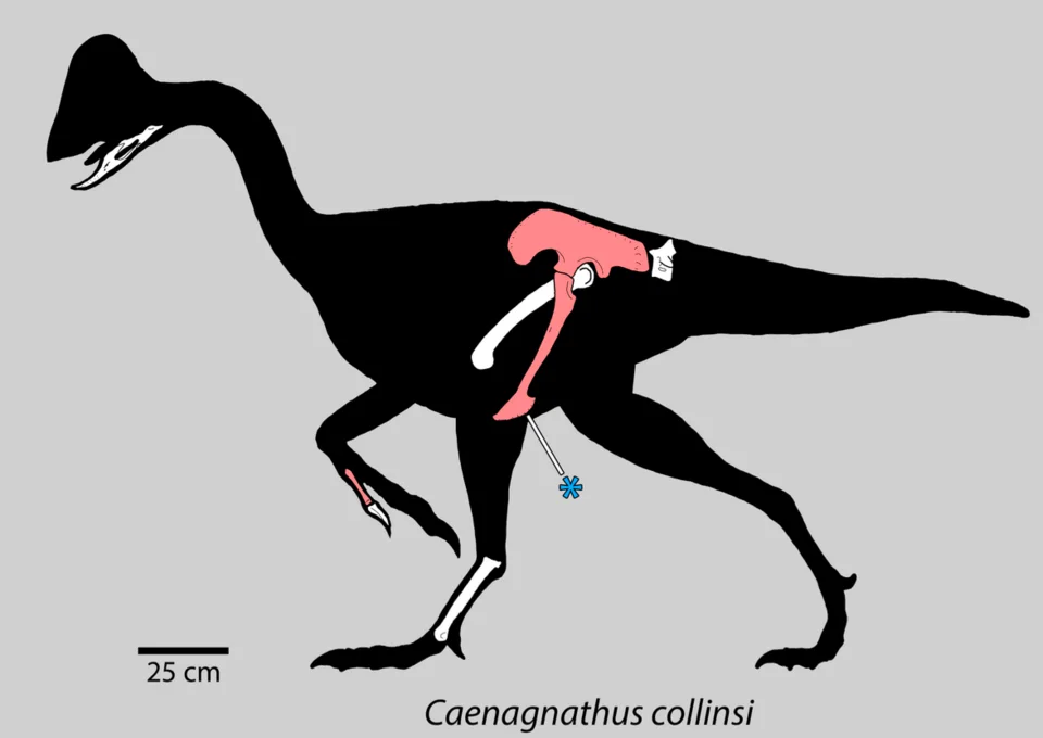 The Caenagnathus silhouette highlights selected skeletal elements within a reconstructed body; the silhouette is not a complete fossil