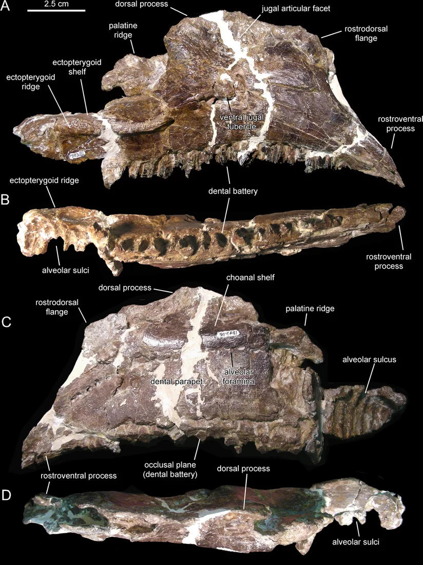 Annotated Canardia jaw views show the tooth-bearing upper-jaw bone and the features used in anatomical comparisons