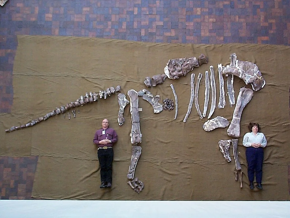 Cedarosaurus bones arranged for display reveal the preserved vertebral and limb material, with missing regions left visible