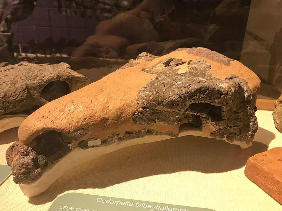 The displayed Cedarpelta skull is incomplete, exposing the preserved head material behind later whole-animal restorations