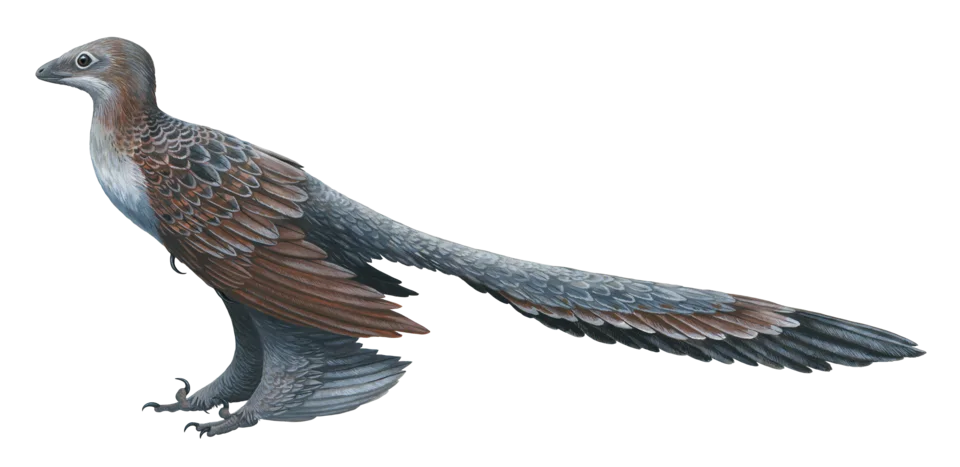 A feathered Changyuraptor restoration shows long tail and hindlimb feathers; its colours and exact soft-tissue outline remain interpretive