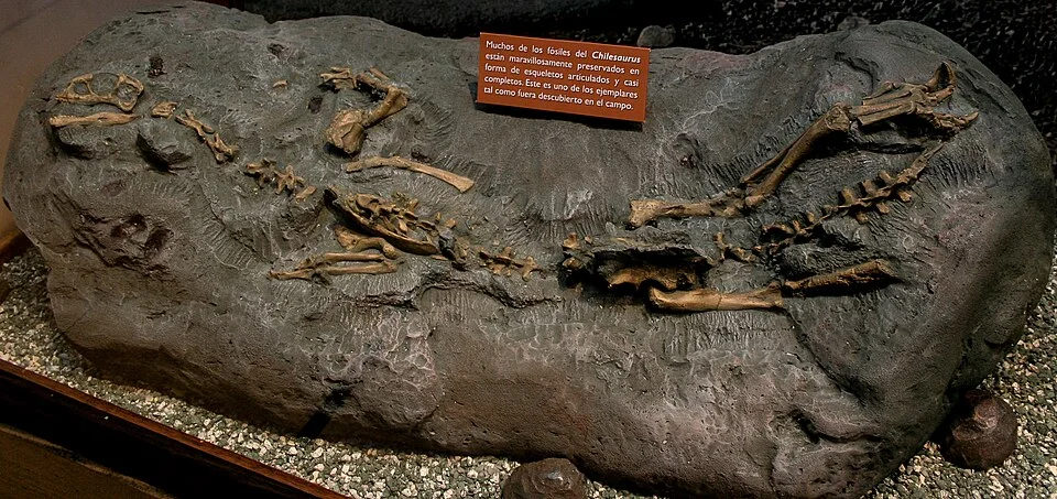 The Chilesaurus display shows associated bones in a prepared slab, providing a starting point for its unusual anatomical combination