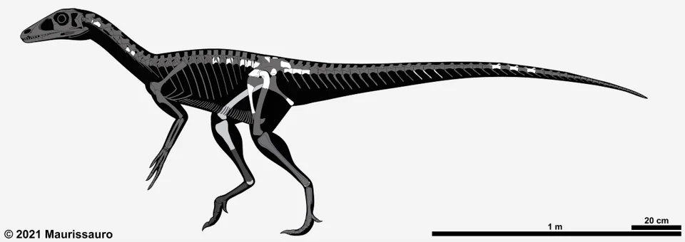 The Chindesaurus diagram maps skeletal evidence into a reconstructed silhouette, making the incomplete nature of the original animal visible