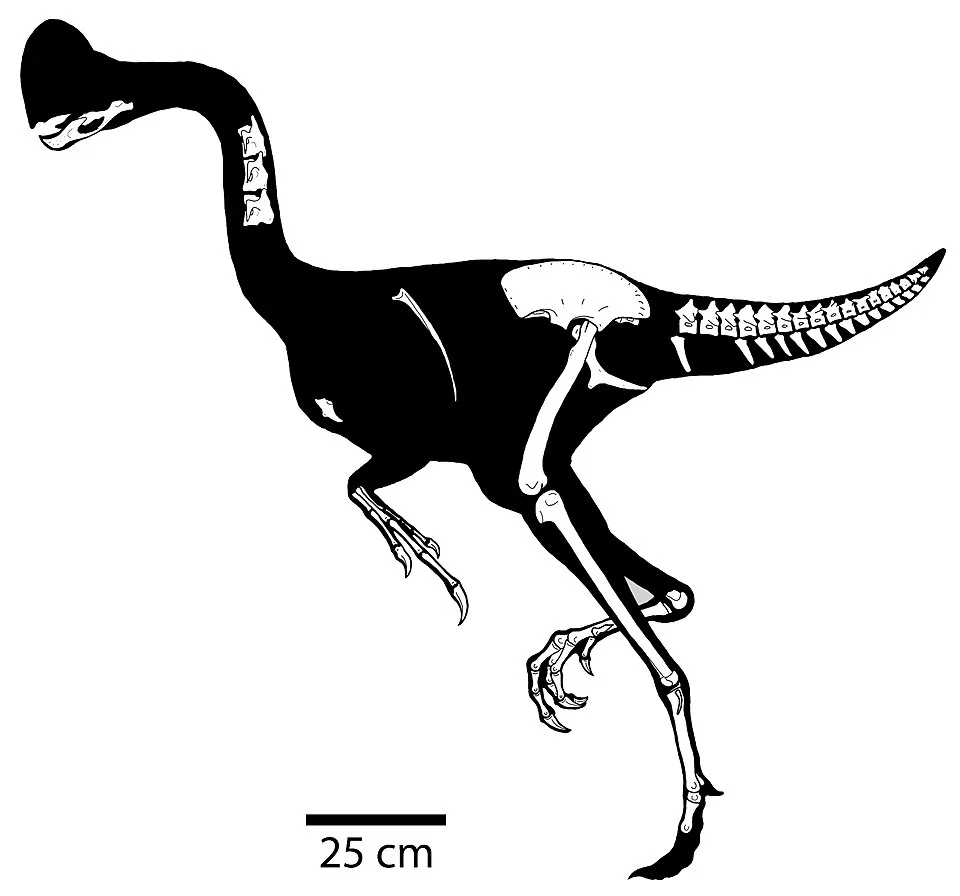 A Chirostenotes skeletal diagram highlights preserved regions within a dark reconstructed body outline
