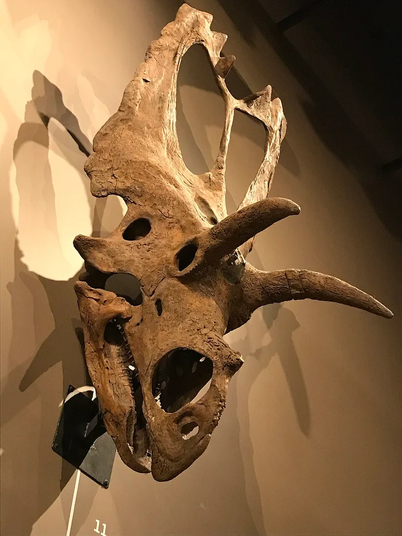 The Coahuilaceratops skull display illustrates the large brow horns and frill; reconstructed portions complete its appearance