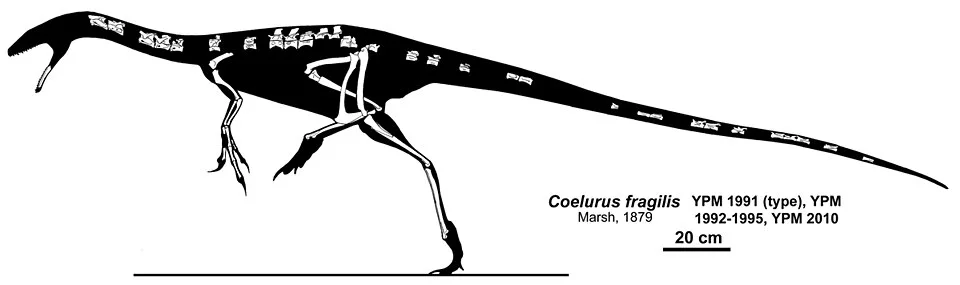 A Coelurus skeletal diagram shows known bones inside a slender theropod outline, leaving the distinction between fossil and reconstruction visible