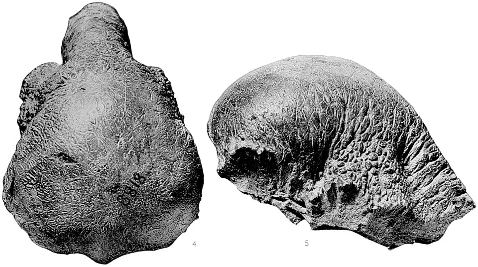 Two views of the Colepiocephale skull dome show the limited but informative cranial material on which comparisons depend