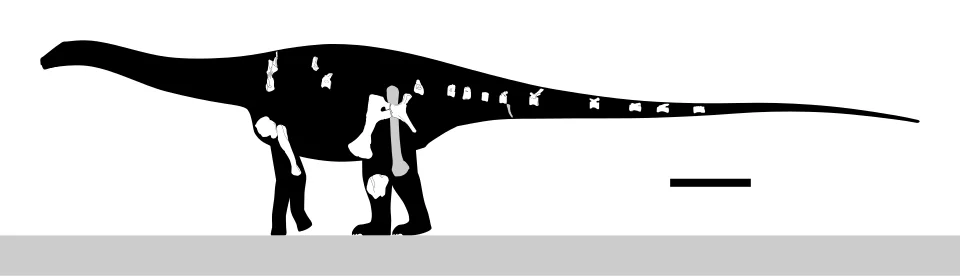 The Comahuesaurus silhouette places preserved skeletal elements within a reconstructed sauropod body, with a scale bar for context