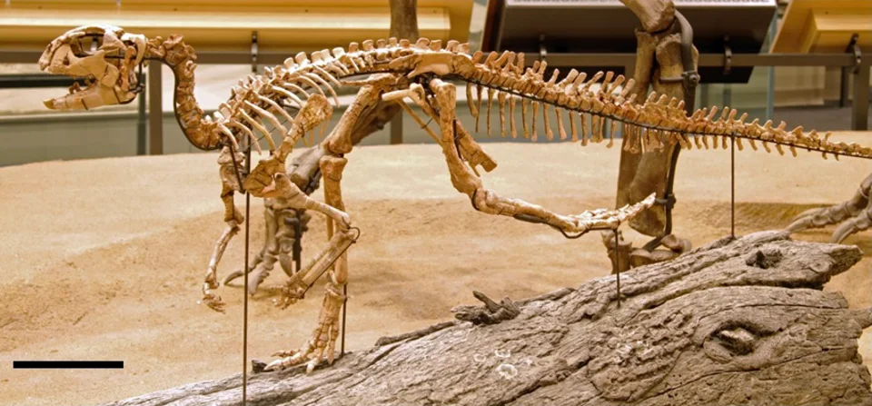 A Convolosaurus mount presents a small ornithopod skeleton; display assembly should not be confused with a single intact burial