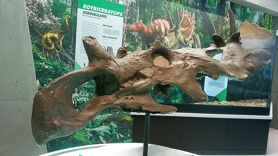 The foreground Coronosaurus skull display highlights its projecting frill ornament; neighbouring museum labels refer to other exhibits