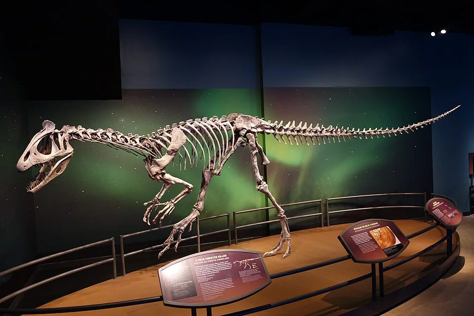 The mounted Cryolophosaurus skeleton shows the head crest, long tail and two-legged theropod body plan