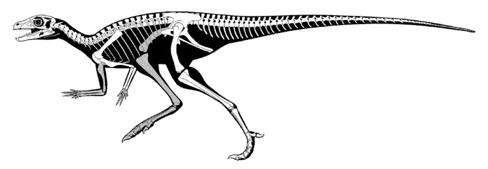 The Eocursor skeletal reconstruction places preserved elements within a light, two-legged body outline