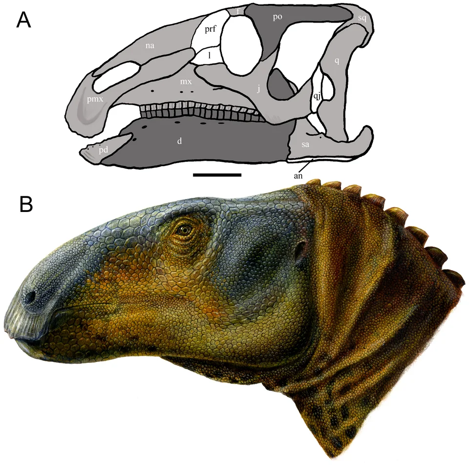A skull reconstruction and a coloured head restoration of Eolambia distinguish underlying bone from an interpreted living appearance
