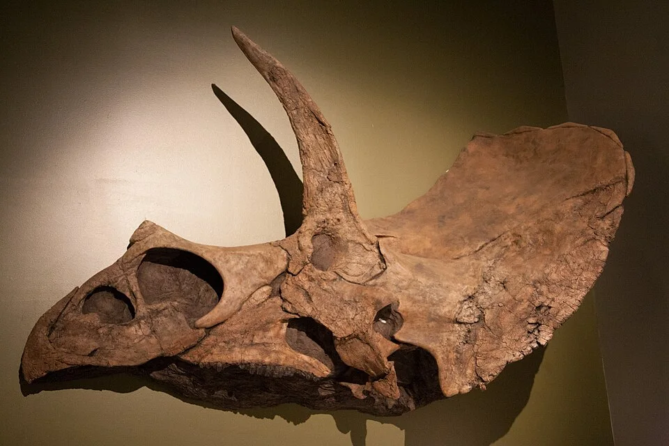 The Eotriceratops skull display presents the large brow horns and frill, with restoration needed to complete the crushed fossil material