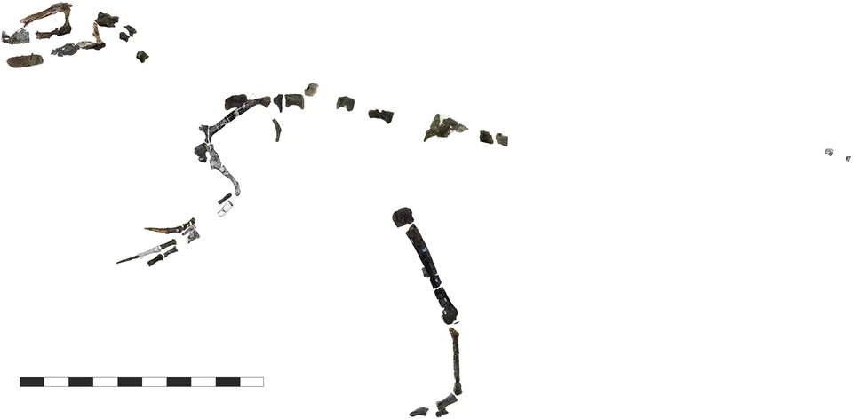 The Eotyrannus skeletal inventory shows scattered preserved elements and a scale bar, emphasising how much of the animal remains missing