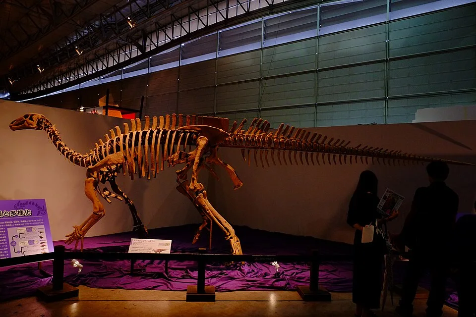 The Equijubus mount illustrates a hadrosauroid body plan assembled from fossil evidence and restored parts