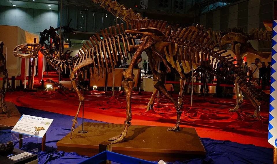 A Fukuisaurus skeletal mount presents the ornithopod body and skull for comparison with other plant eaters