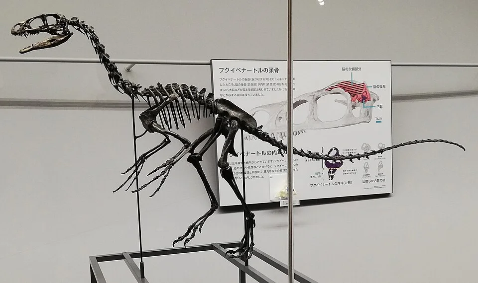 The Fukuivenator mount illustrates its long neck and lightly built body; the original bones were not all found joined together