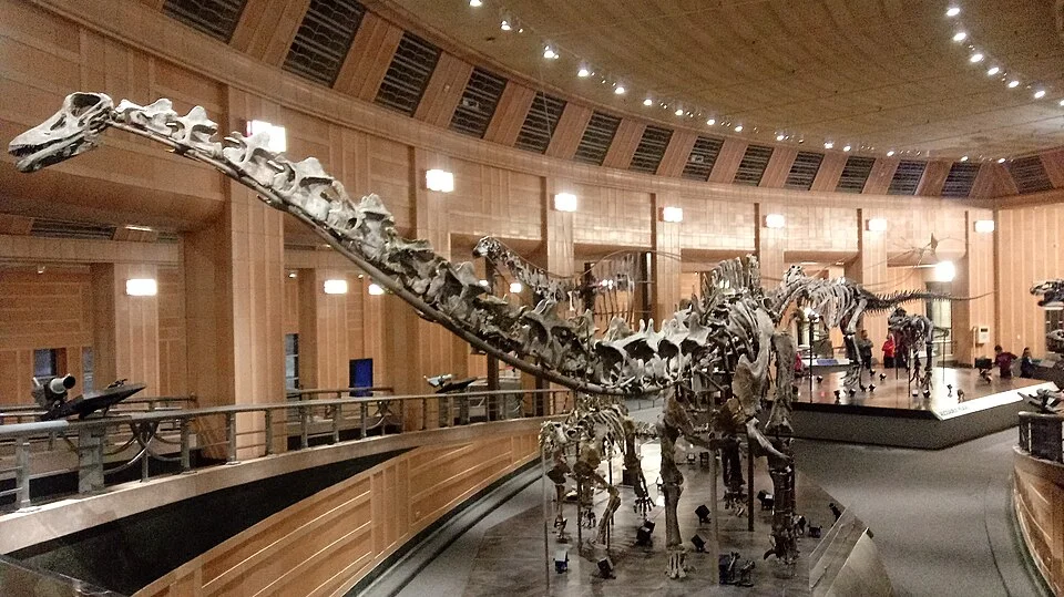 A Galeamopus skeletal mount shows the long neck, tail and skull of a diplodocid distinct from Diplodocus